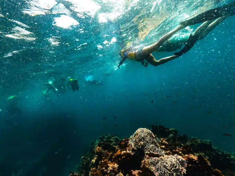 Snorkeling in the Galápagos - Adventures by Disney